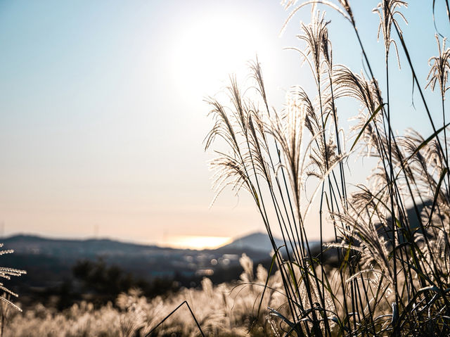하늘을 걷는 순간, 제주에서 인생샷 날리다 🌾🏔