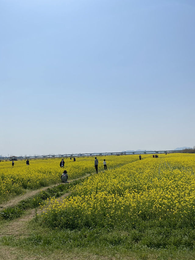 🌼 노란 봄바람 가득, 대저생태공원 유채꽃축제