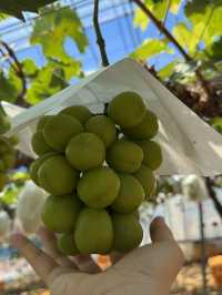 🍇 Grapes picking at Ishihara Orchard