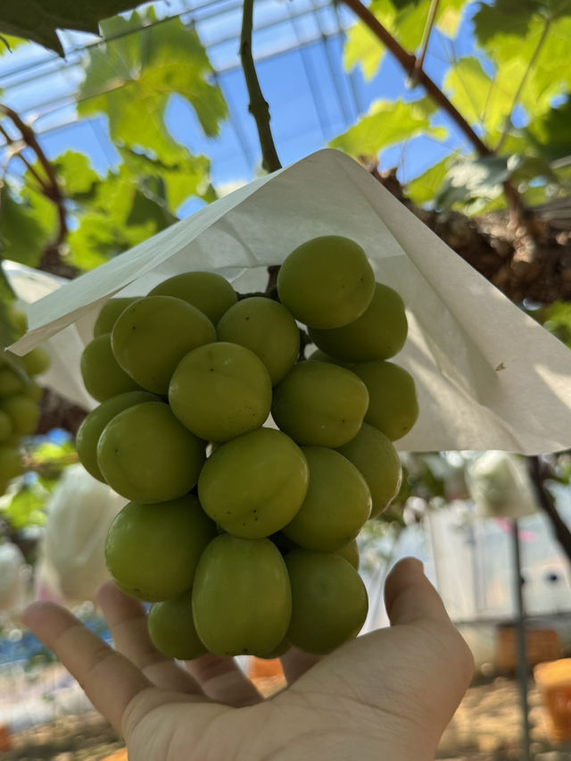 🍇 Grapes picking at Ishihara Orchard