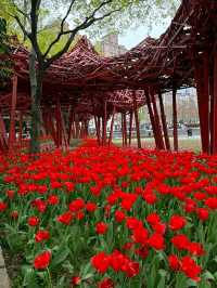 Tulip Trails & Artistic Tales : JingAn Sculpture park
