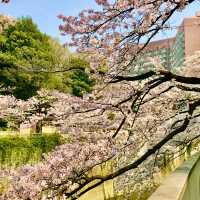 🌸都心の隠れ花見スポット：モモと桜が重なる早稲田鶴巻町🌸