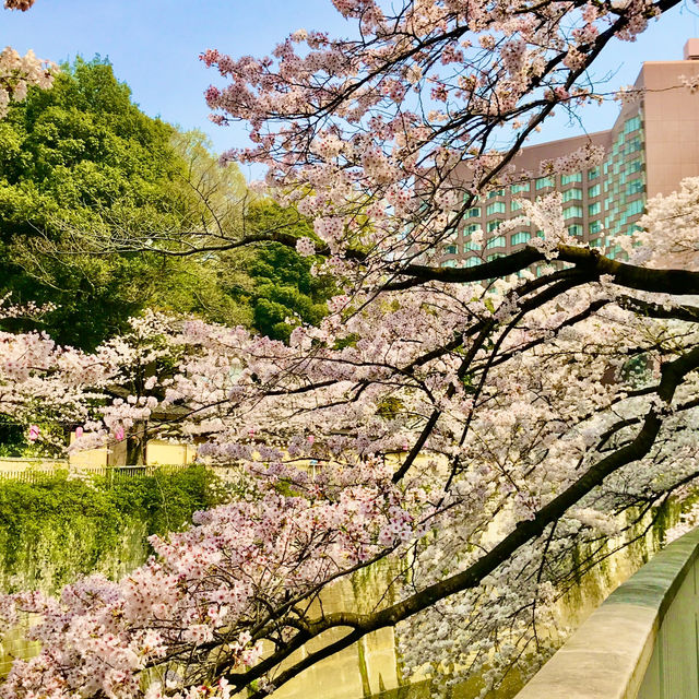 🌸都心の隠れ花見スポット：モモと桜が重なる早稲田鶴巻町🌸