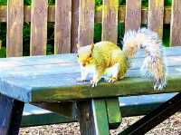 Reddish Vale Country Park – Nature on the Edge of the City