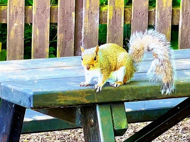 Reddish Vale Country Park – Nature on the Edge of the City Reddish Vale Country Park – Nature on the Edge of the City