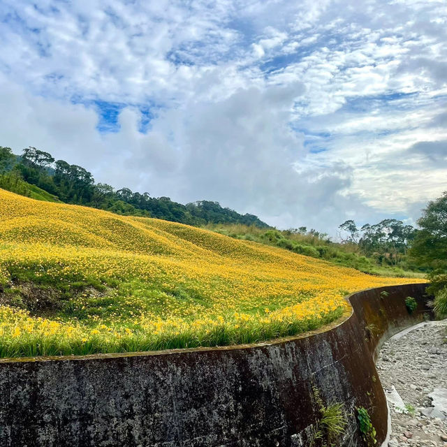 走訪赤科山耀眼的黃金地毯