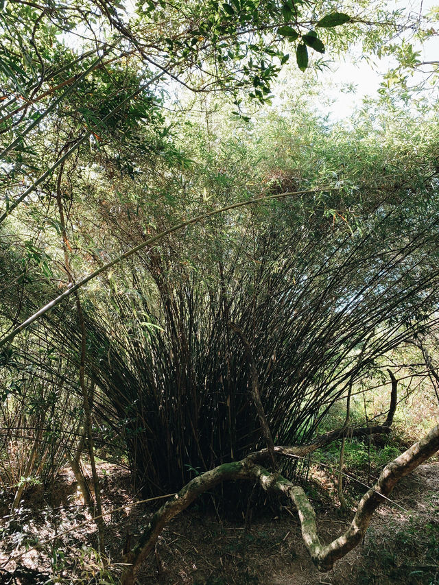 香港｜船灣郊野公園｜香港秋景名所｜船灣淡水湖畔的自然風光
