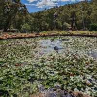Araluen Botanic Park – Heritage Garden Sanctuary in the Perth Hills