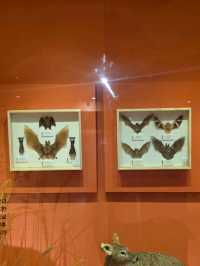 🦋 색과 생명의 향연, 육상 무척추동물 전시