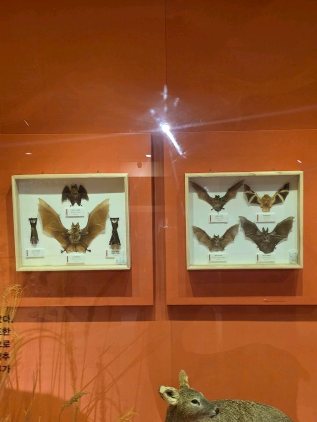 🦋 색과 생명의 향연, 육상 무척추동물 전시