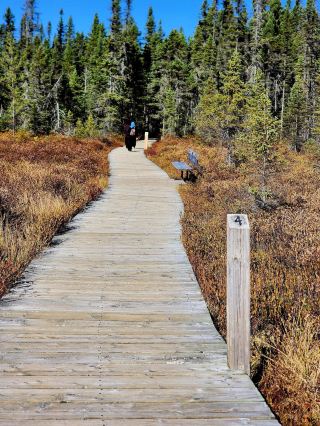 Algonquin Provincial Park is a true Canadian outdoor paradise—from wetlands and lakes to grasslands and lush forests, every corner is filled with soothing natural scenery. The highlight of this trip was the Spruce Bog Trail: a wheelchair-accessible mountain trail. I expected it to be ordinary, but the scenery along the way was truly breathtaking! Even those with little training can easily enjoy this walk with their family.

The Spruce Bog Trail, approximately 1.5 kilometers long, is one of the most accessible nature trails in Algonquin Provincial Park. On a clear day, the scenery of lakes, birch forests, grasslands, and wetlands interweaves into a breathtakingly tranquil landscape. The trail's wide, flat landscapes are suitable for children and seniors, as well as wheelchairs and strollers, making it a great choice for families and beginners. You can even take photos and selfies as you walk, never worrying about getting out of breath. The entire trail is bathed in the fragrance of nature.

