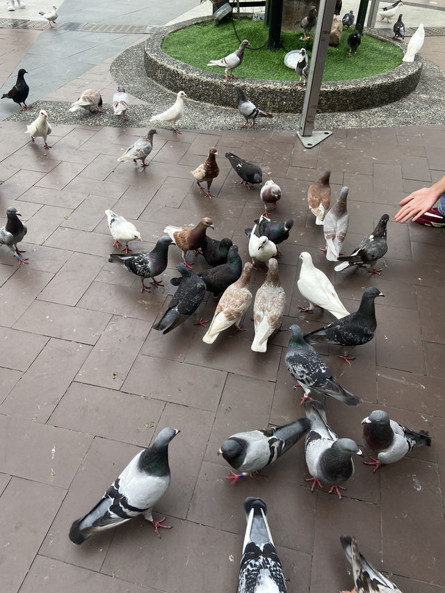 Quick Visit To VENICE GRAND CANAL