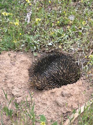 ガワーン・ベアリングの木々や野生の花を楽しみ、野生動物を観察し、小川を渡り、自然を満喫しましょう。