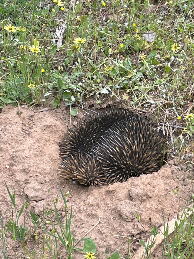 Gawarn Baring賞樹野花探索野生動物溪澗涉澗享受大自然
