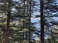 Naggar Castle