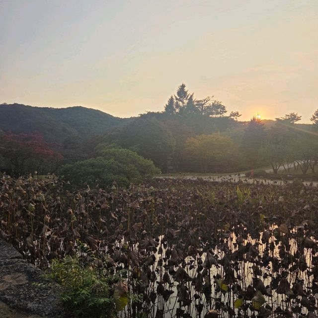 단풍 보러가기 좋는 용인 가을여행지 호암미술관