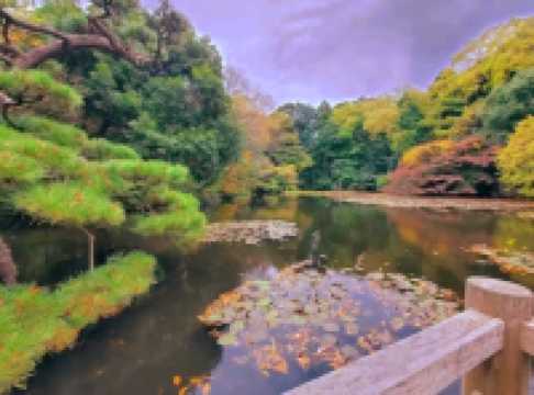 A Peaceful Escape in the Heart of Tokyo — Meiji Jingu Shrine