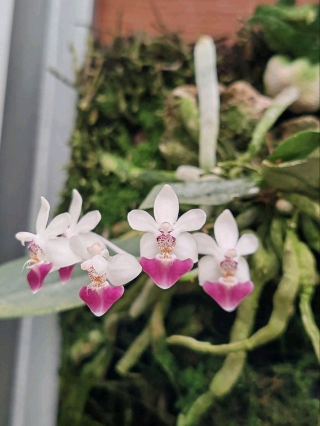 A Myriad of Orchids A Myriad of Orchids