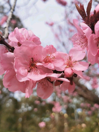 Spring Blooms at Araleun Park