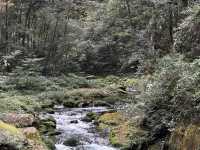 Zhangjiajie National forest park🙌🏼✨🔮