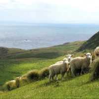 紐西蘭法式浪漫小鎮🇳🇿Akaroa・11月邂逅海豚企鵝的夢幻打卡點