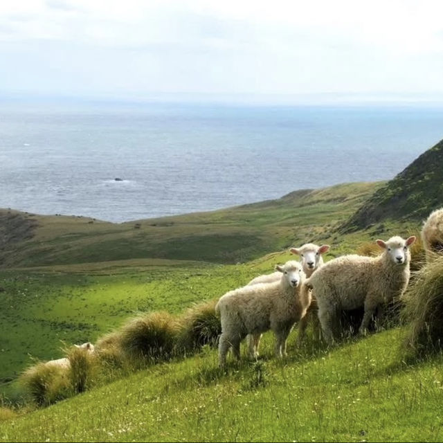 紐西蘭法式浪漫小鎮🇳🇿Akaroa・11月邂逅海豚企鵝的夢幻打卡點