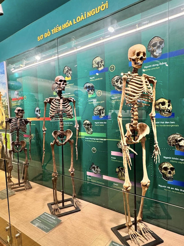 🌿 Vietnam National Museum of Nature — Exploring Vietnam’s Natural Wonders 🌿 Vietnam National Museum of Nature — Exploring Vietnam’s Natural Wonders
