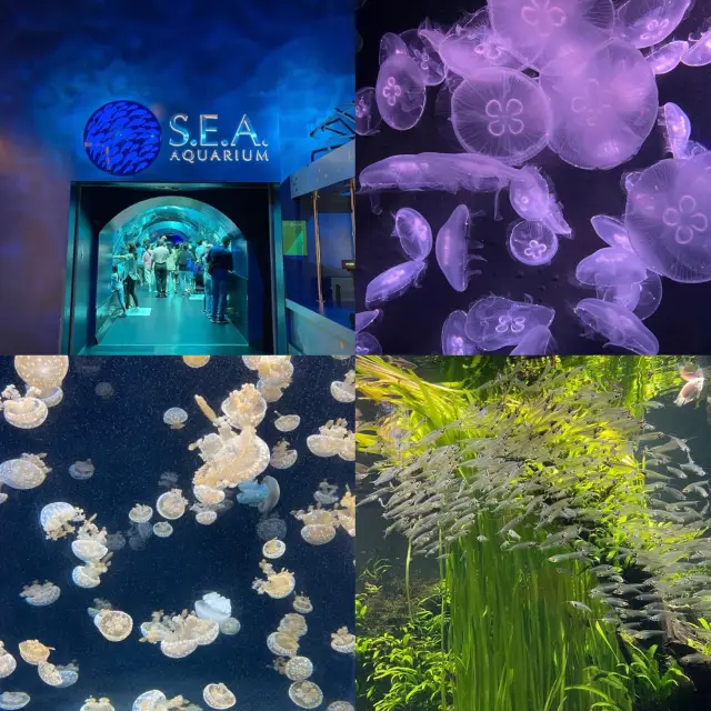 S.E.A. 海洋館 新加坡