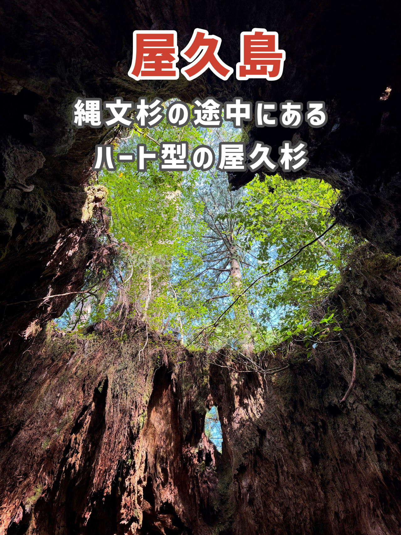 屋久島】ハートが見える神秘の巨木? | Trip.com 屋久島町
