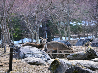 山中湖は山梨県南東部に位置し、「富士五湖」の中で面積最大・標高最高（約980m）、富士山に一番近く、絶対に。