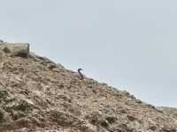 Paracas 'mini Galapagos' and National Reserve trip