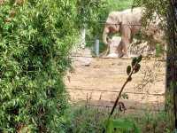 Dublin Zoo 🐪