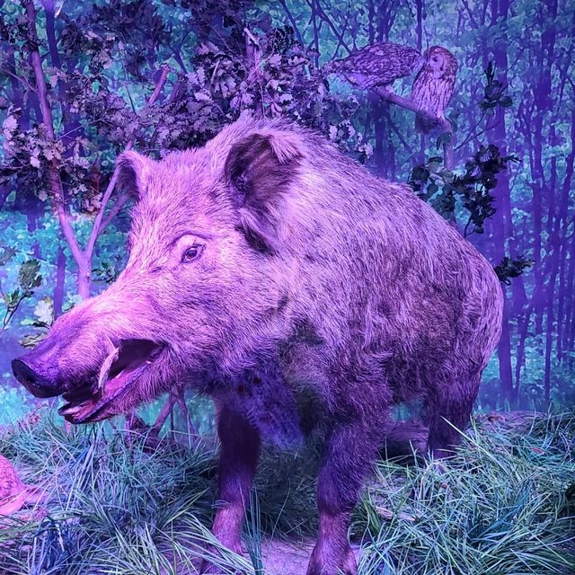 Hisory Museum
