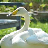 Lovely animal in Tierpark…Greifswald