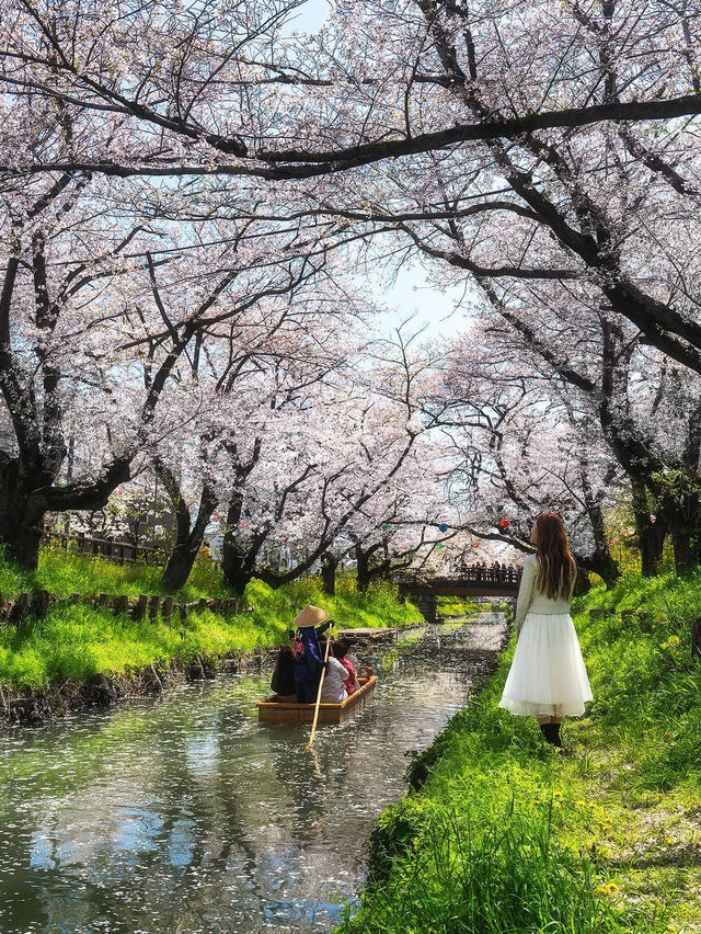 🌸 신가시 강 🌸