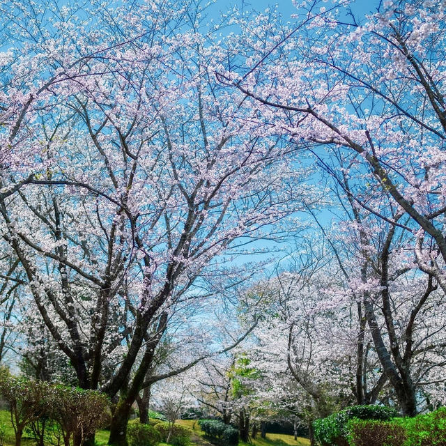 🌸Cherry blossoms in Kagoshima🌸