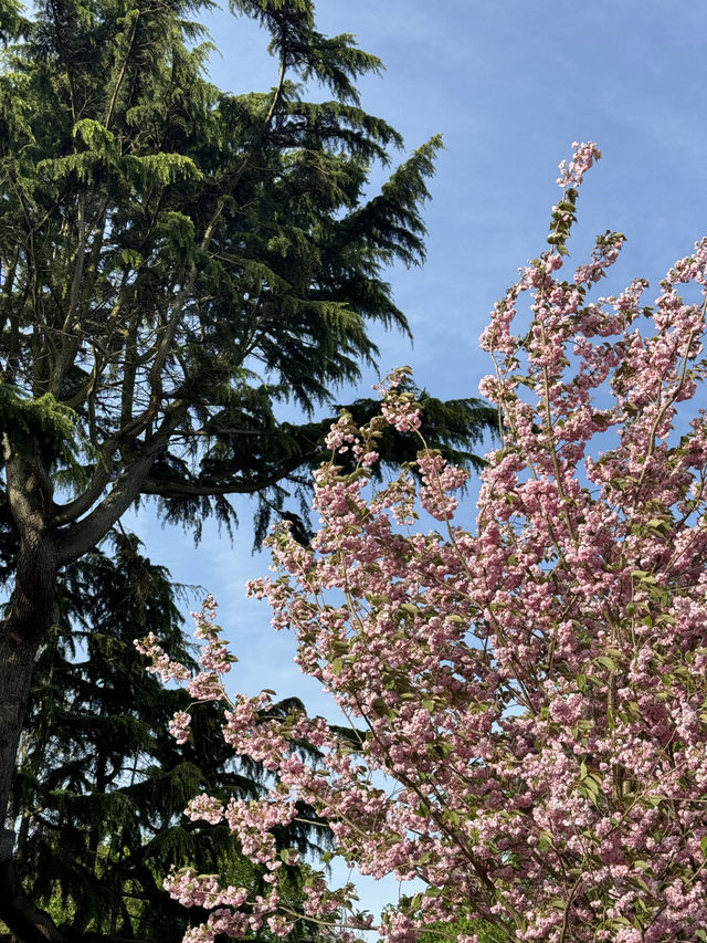 【🇬🇧倫敦春天必遊🌸】Greenwich Park櫻花大道及野餐好去處🍃