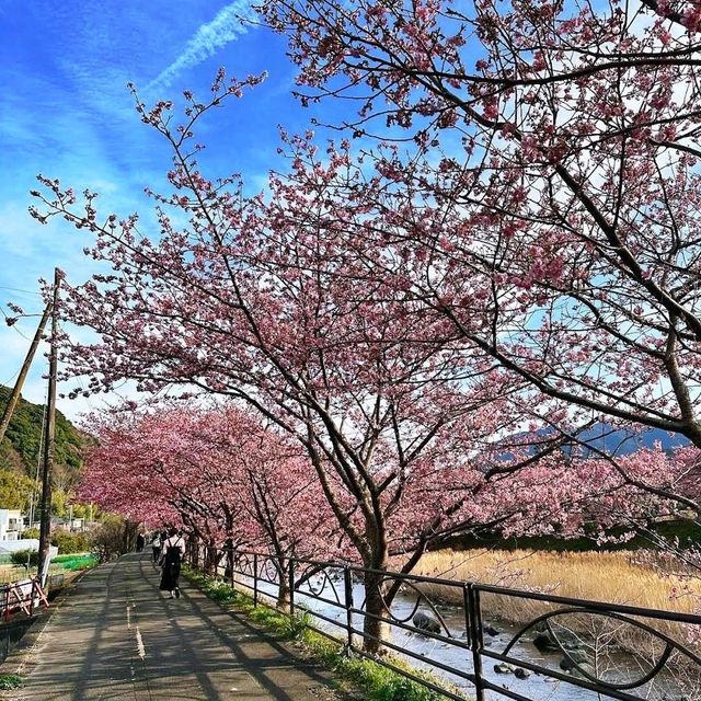 🌸河津賞櫻大道🌸超美賞櫻花熱點🌸