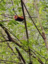 Best place to see Pandas in Chengdu?