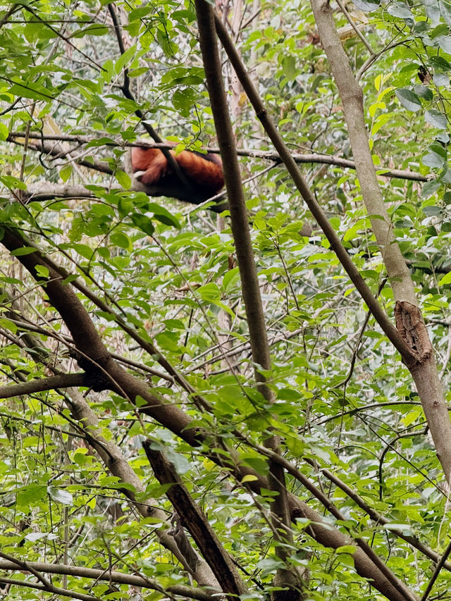 Best place to see Pandas in Chengdu?