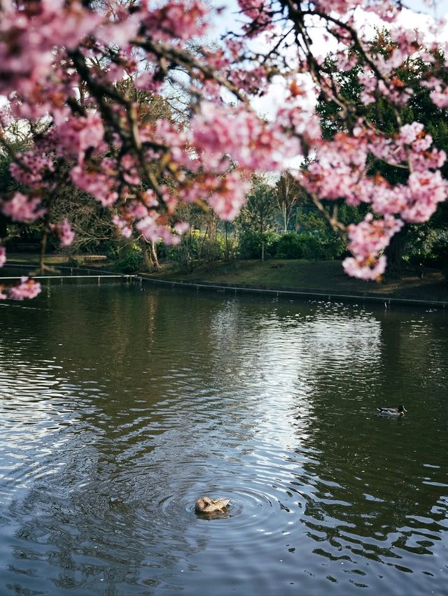 🌸 Spring Has Landed in Cannon Hill Park, Birmingham! 🌳