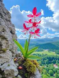 Flowers some where 