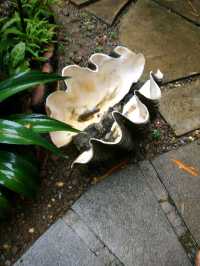 giant Palawan oyster shell