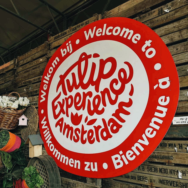 Tulip Wonderland: A Blooming Dream in Amsterdam