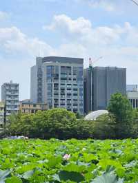 🌸 Seasonal Tokyo: What to See in Spring, Summer, Autumn, and Winter