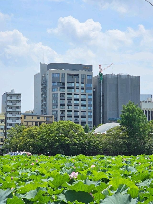 🌸 Seasonal Tokyo: What to See in Spring, Summer, Autumn, and Winter