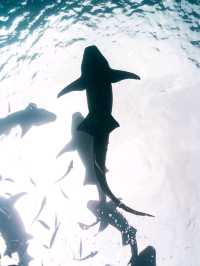 Maldives Snorkeling: Dive into a Colorful Underwater Paradise