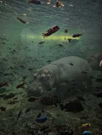 Exploring Bioparc Valencia: A Perfect Visit in Winter and Beyond