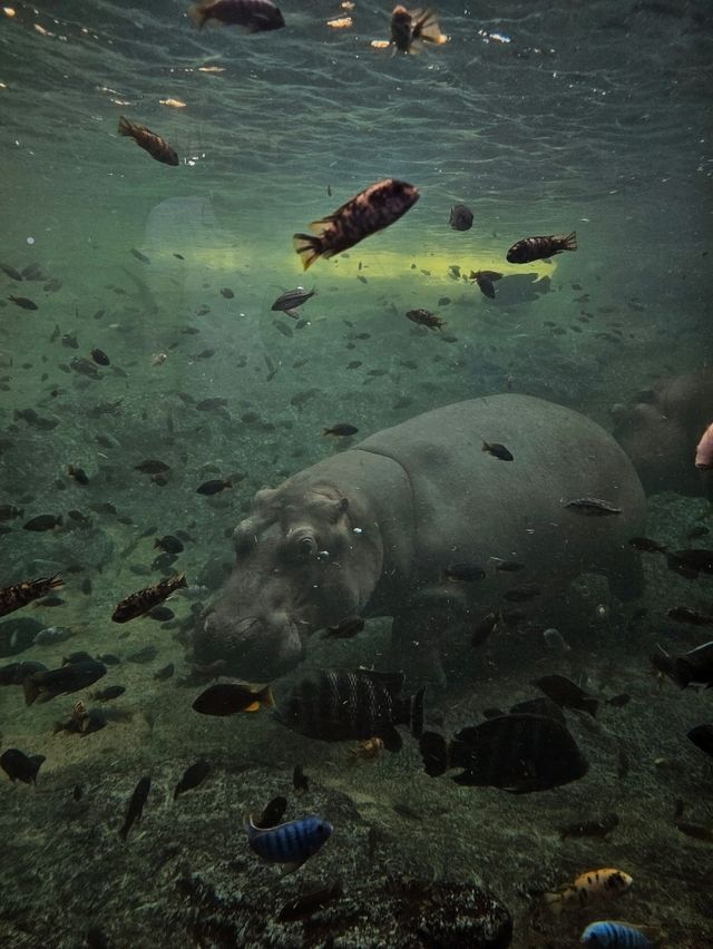 Exploring Bioparc Valencia: A Perfect Visit in Winter and Beyond