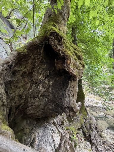 I visited the place recommended by the doctor. Unfortunately, May was off-season and there were no butterflies, but for the 3 euro entrance fee, I still enjoyed it. I entered from the lower entrance, walked up, and back. Birds were singing, the water was rushing, and I felt completely relaxed.